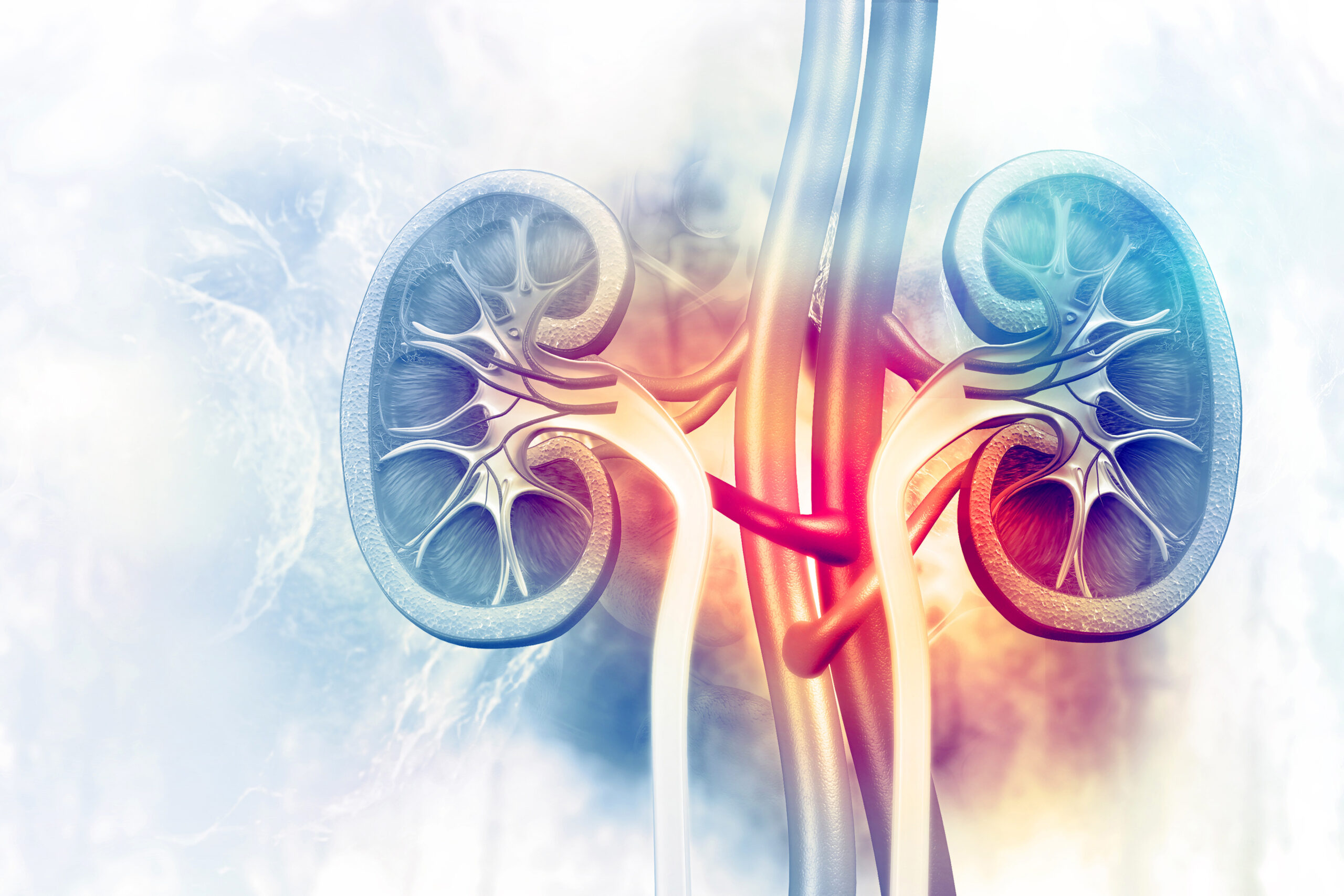 Human kidney cross section on scientific background. 3d illustration