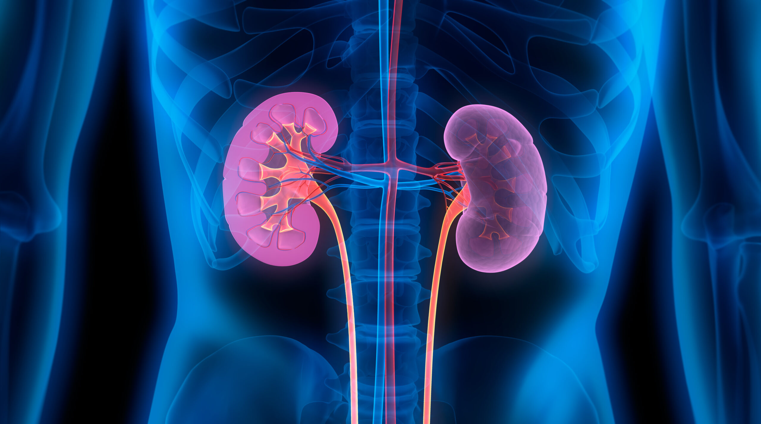 Kidney illustration